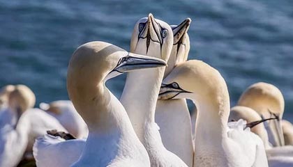 火箭最后九场：两场关键硬仗决定季后赛命运