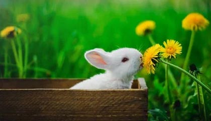 现货黄金操作建议2023-05-09