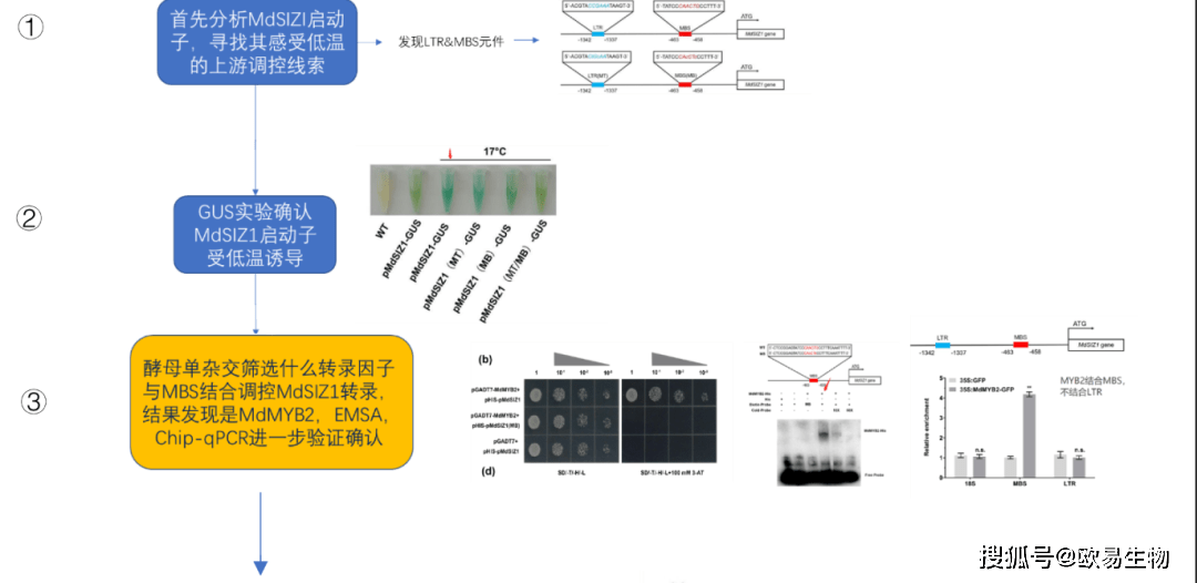 欧易生物用酵母文库发现转录因子MdMYB2对苹果抗寒和花青苷积累调控新机制