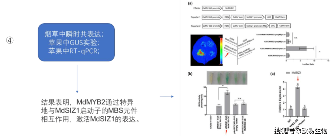 欧易生物用酵母文库发现转录因子MdMYB2对苹果抗寒和花青苷积累调控新机制