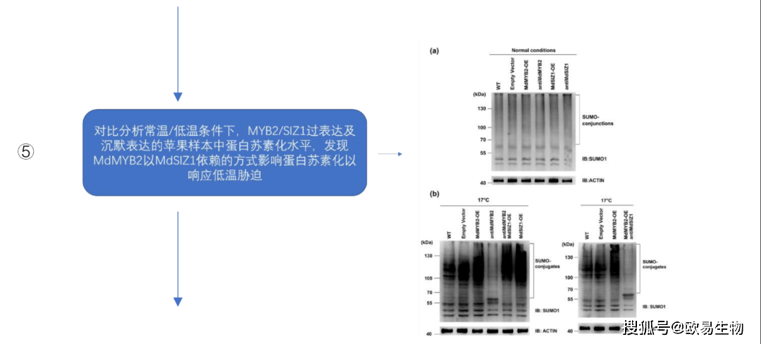 欧易生物用酵母文库发现转录因子MdMYB2对苹果抗寒和花青苷积累调控新机制