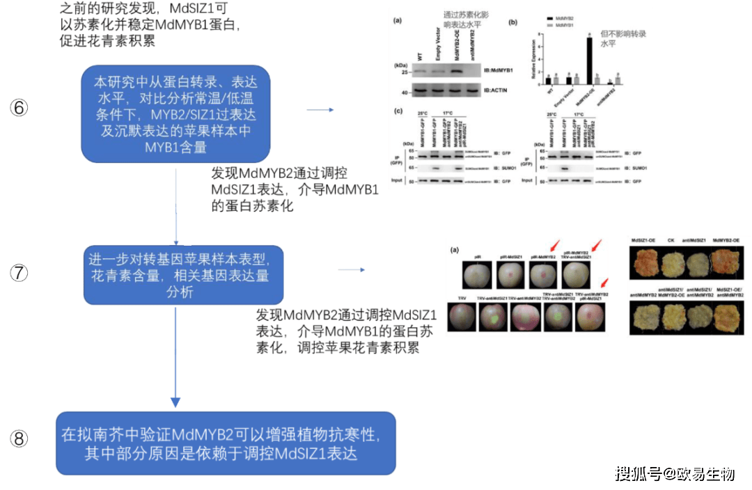 欧易生物用酵母文库发现转录因子MdMYB2对苹果抗寒和花青苷积累调控新机制