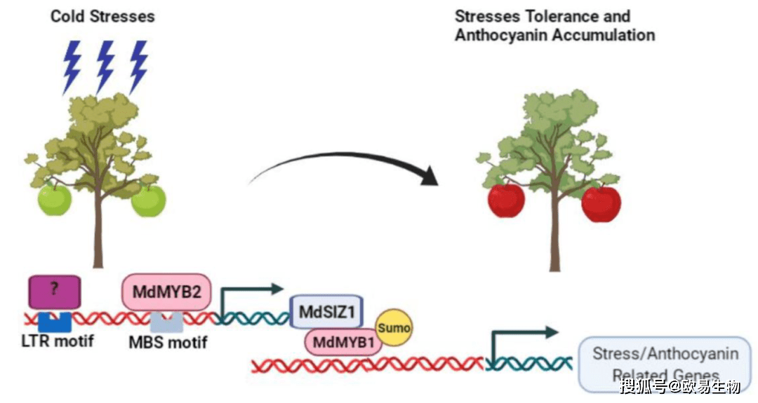 欧易生物用酵母文库发现转录因子MdMYB2对苹果抗寒和花青苷积累调控新机制