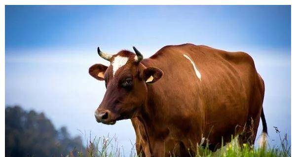 小时候和长大一个德行的生肖