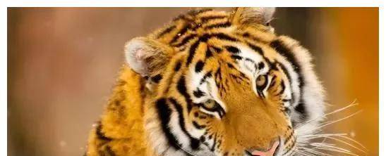 小时候和长大一个德行的生肖