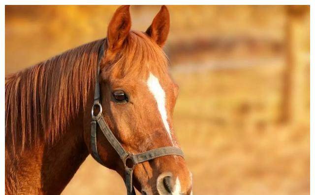 小时候和长大一个德行的生肖