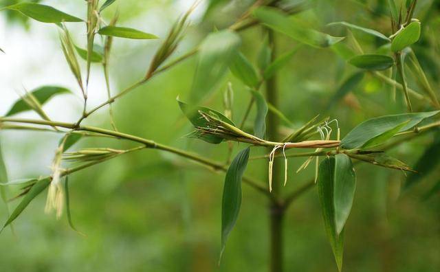 一个女子，有才情重要，还是有德行更重要？