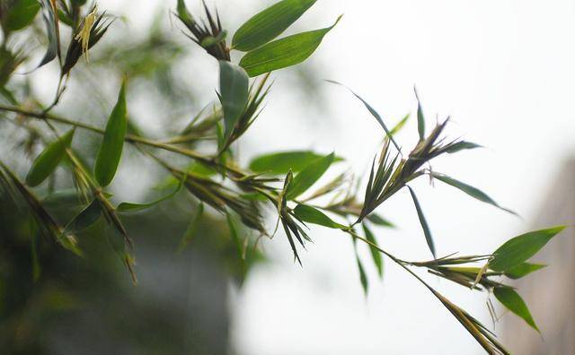 一个女子，有才情重要，还是有德行更重要？