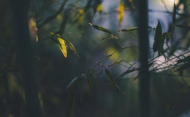 一个女子，有才情重要，还是有德行更重要？