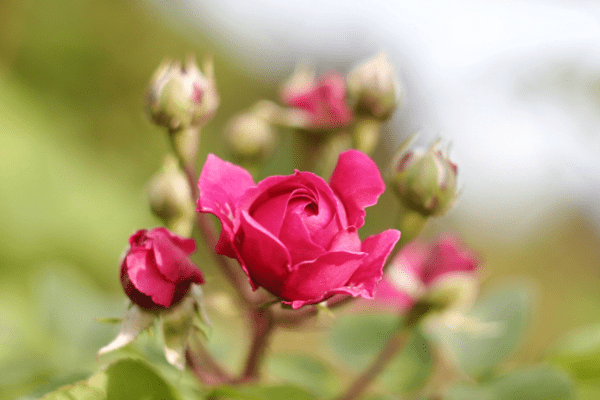 7月22日起，运势上升百倍，横财千倍，财富如雨三大生肖