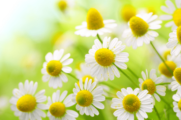 7月自22日起，运势将升至百倍，横财成千倍，财富如雨3大生肖