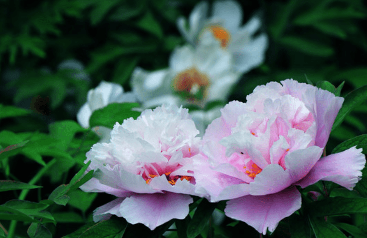 财运百倍上升，横财千倍发生肖，10月开始收入增加，心情很好