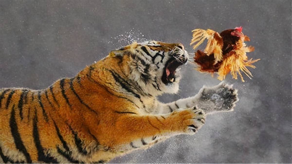 最“强壮”的动物是什么？大象排不上号，它的承重量是体重的千倍