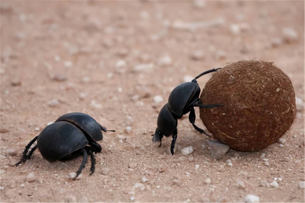 最“强壮”的动物是什么？大象排不上号，它的承重量是体重的千倍