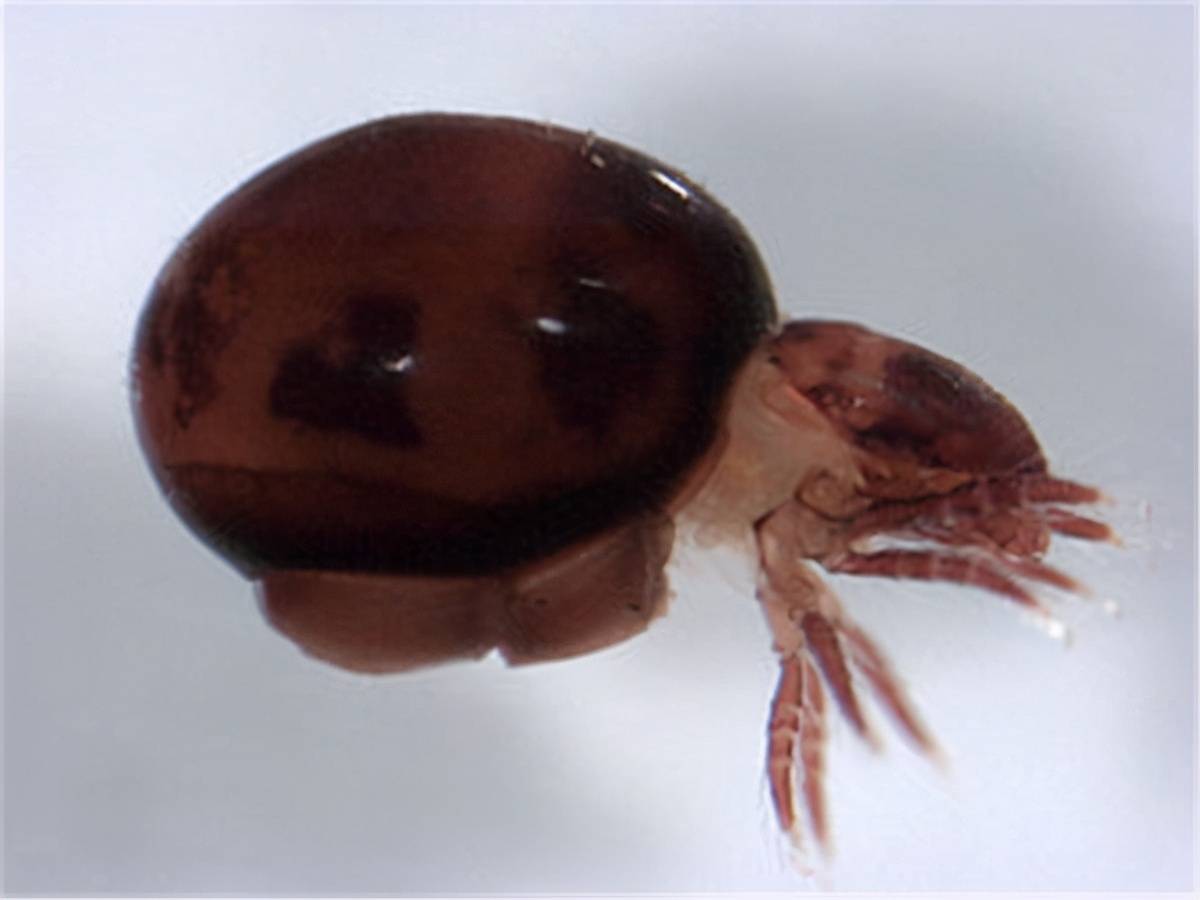 最“强壮”的动物是什么？大象排不上号，它的承重量是体重的千倍