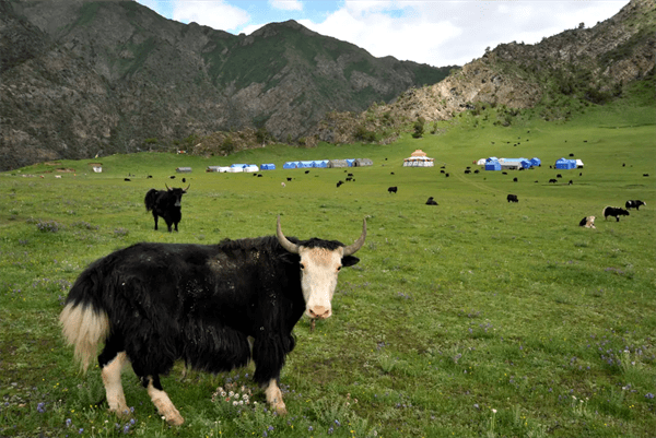 吉萱牦牛锅物局，为食客带来原生态的滋补美味