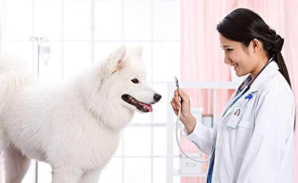 孕期养宠物，后果会这样？这些知识你需要先知道