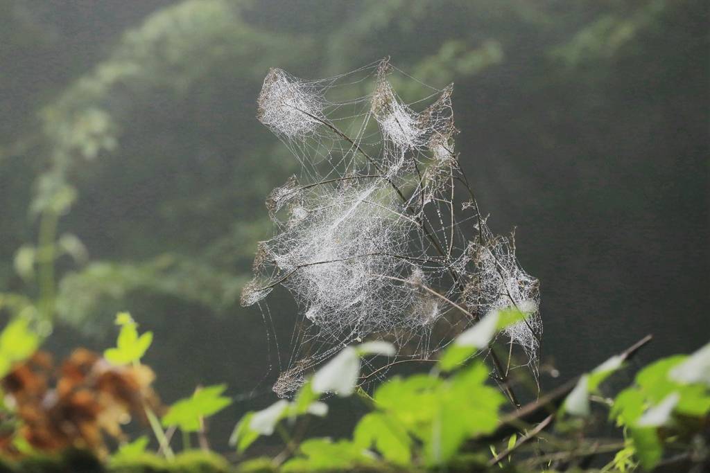 网呀网，说不清的网