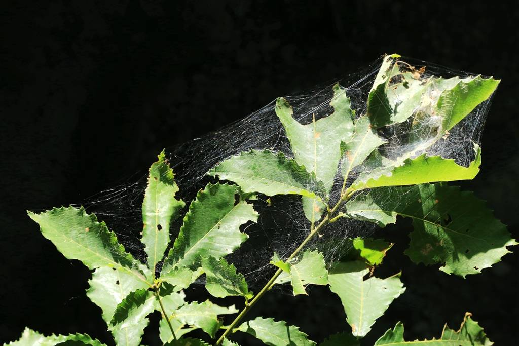 网呀网，说不清的网