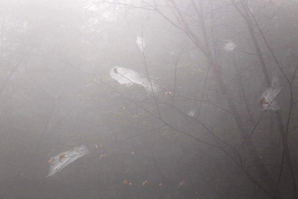 网呀网，说不清的网