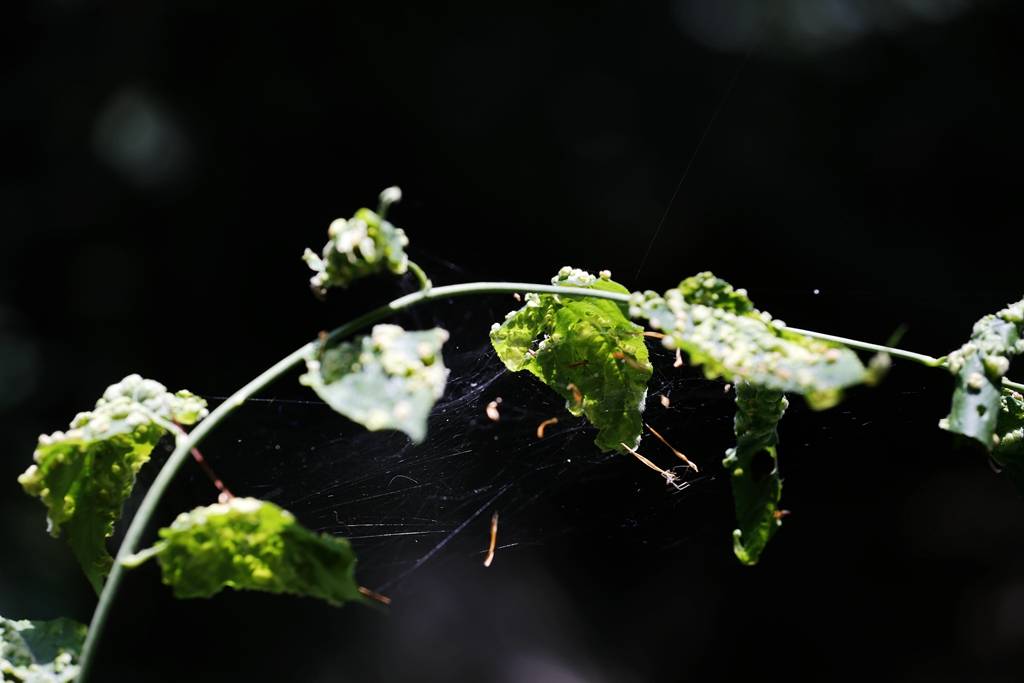 网呀网，说不清的网