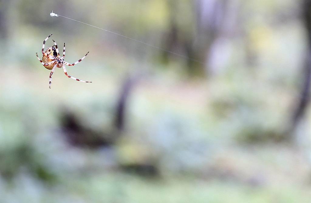 网呀网，说不清的网
