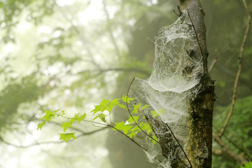 网呀网，说不清的网