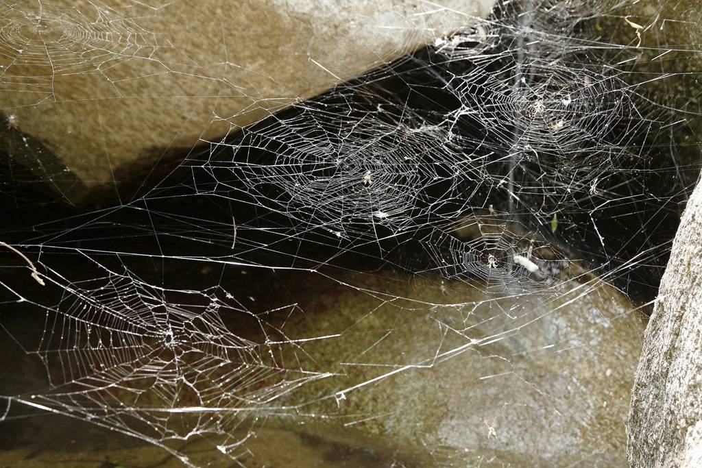 网呀网，说不清的网