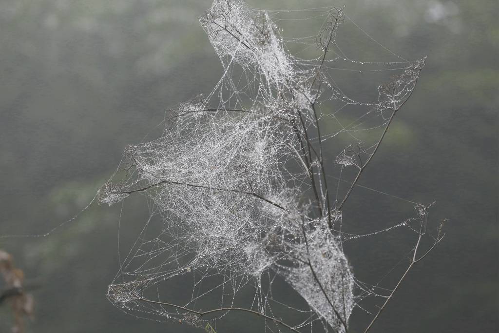 网呀网，说不清的网