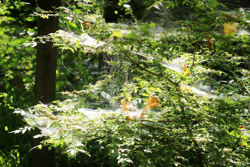 网呀网，说不清的网