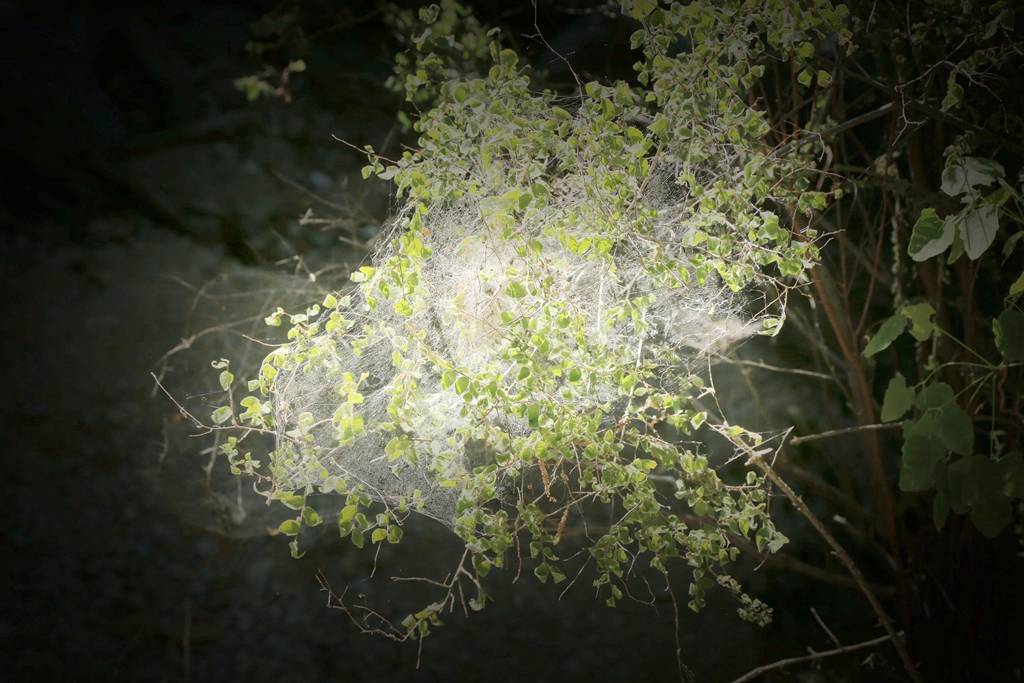 网呀网，说不清的网