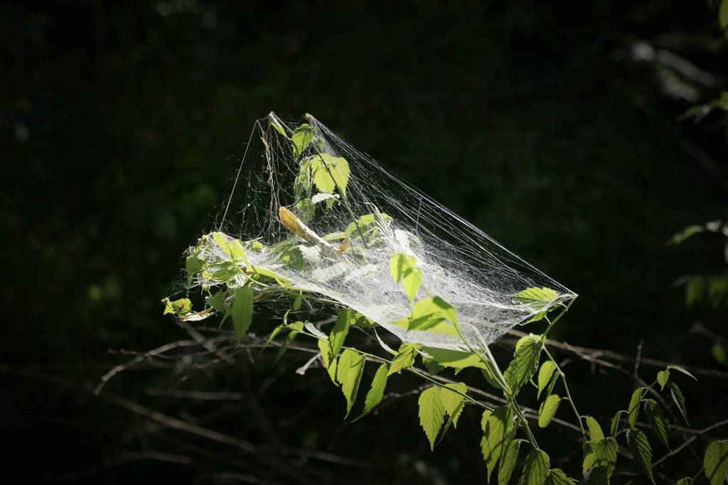 网呀网，说不清的网