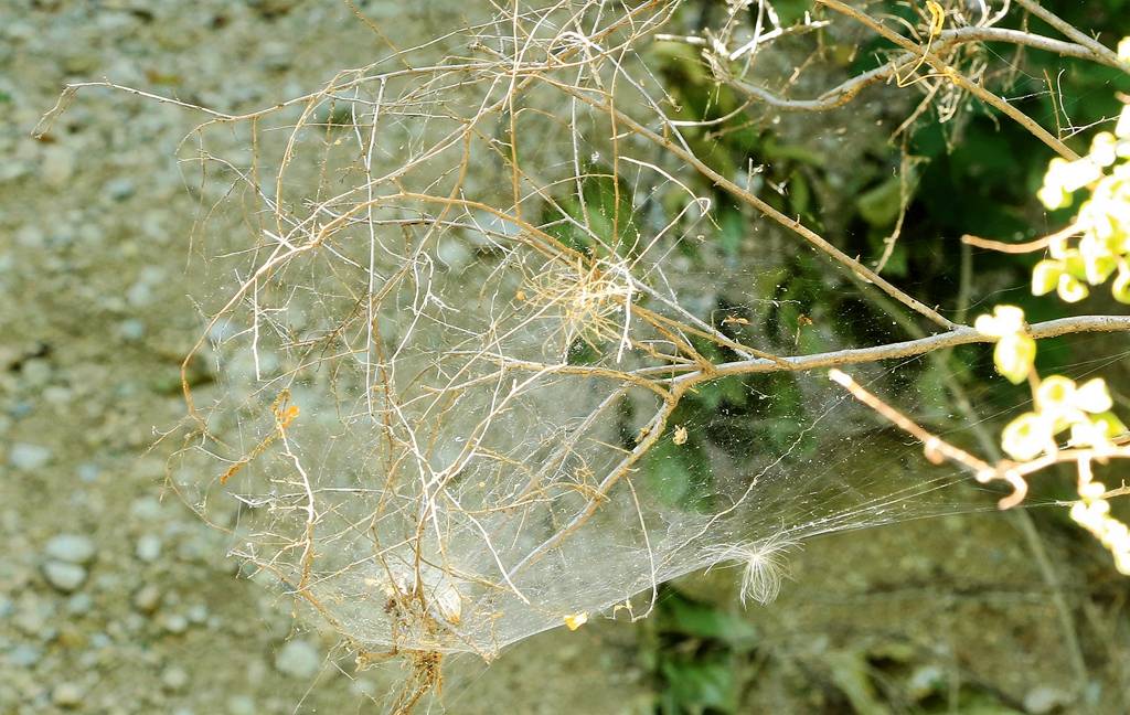 网呀网，说不清的网