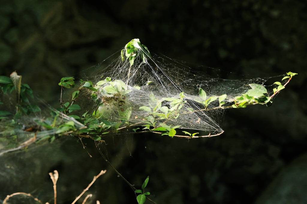 网呀网，说不清的网