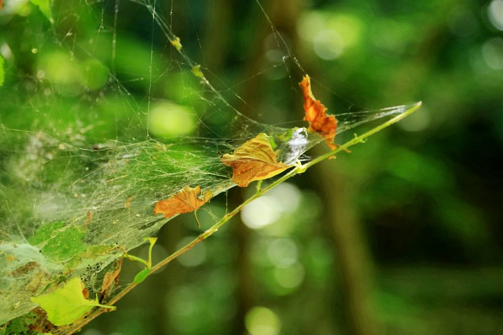 网呀网，说不清的网