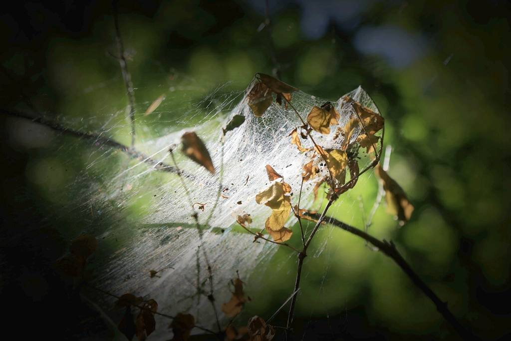 网呀网，说不清的网