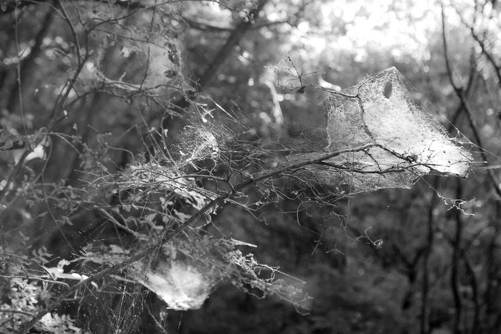 网呀网，说不清的网