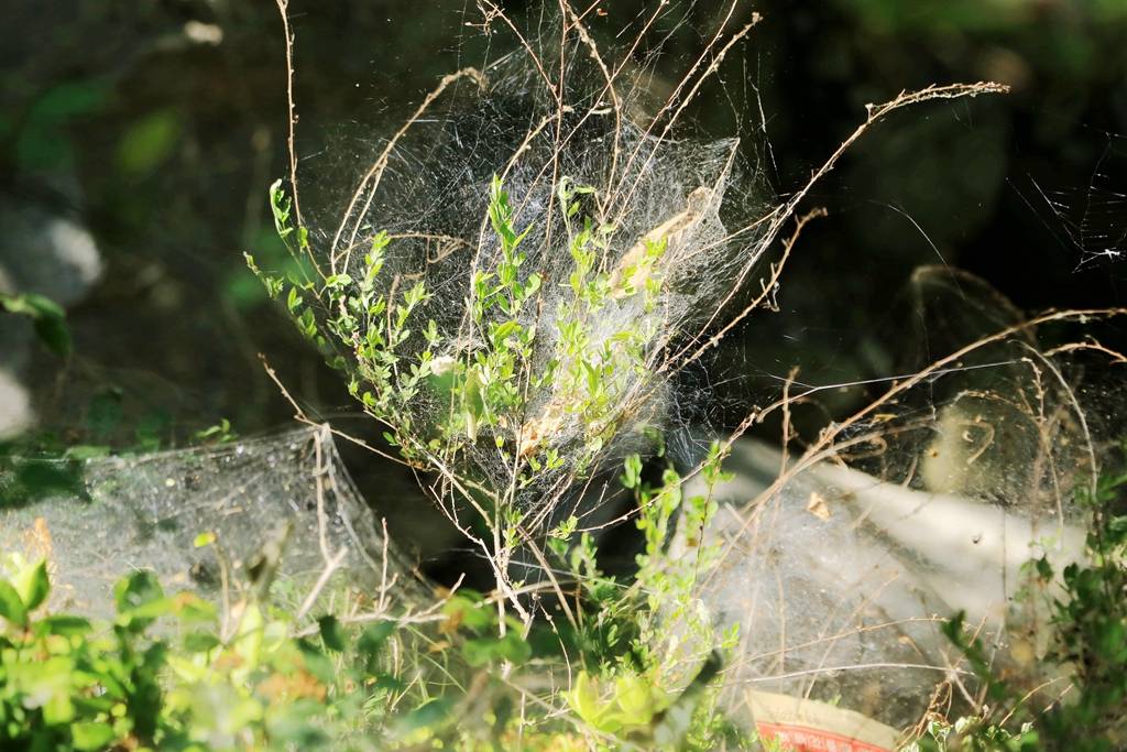 网呀网，说不清的网