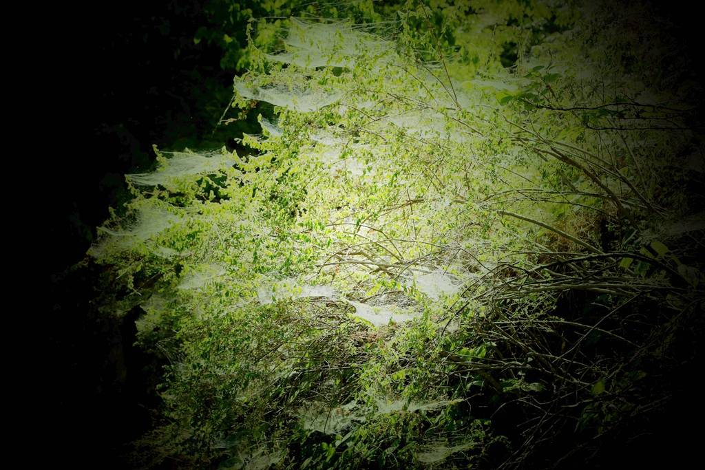 网呀网，说不清的网