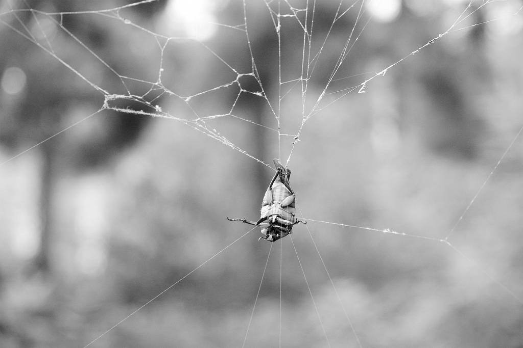 网呀网，说不清的网