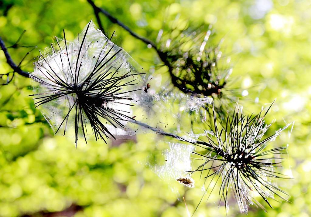 网呀网，说不清的网