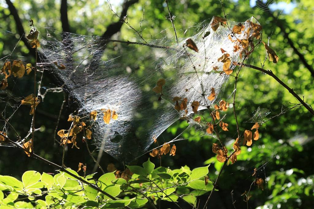 网呀网，说不清的网