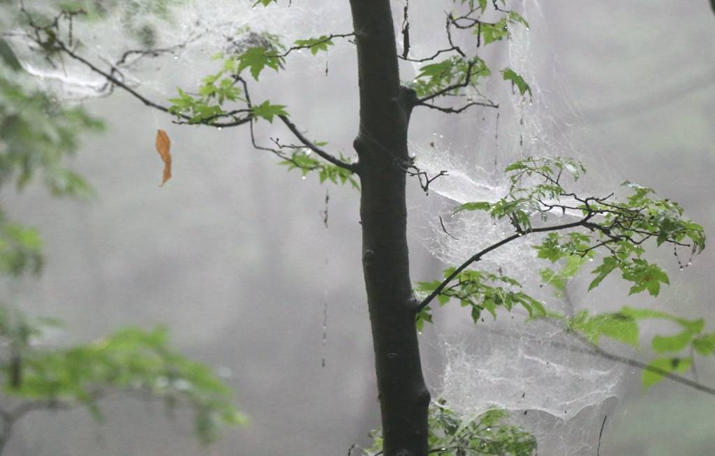 网呀网，说不清的网