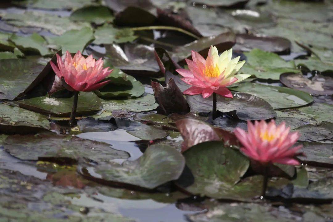 惊艳！罕见双色睡莲“万维莎”在南沙湿地惊现绽放！