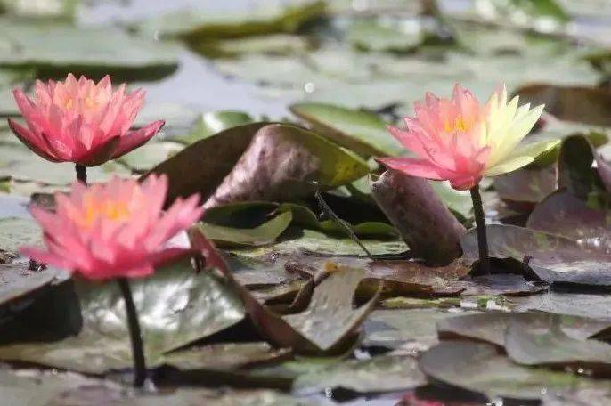 惊艳！罕见双色睡莲“万维莎”在南沙湿地惊现绽放！