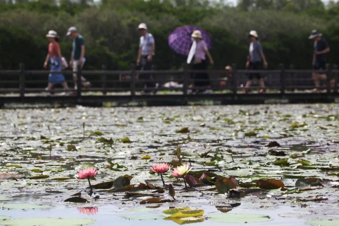 惊艳！罕见双色睡莲“万维莎”在南沙湿地惊现绽放！