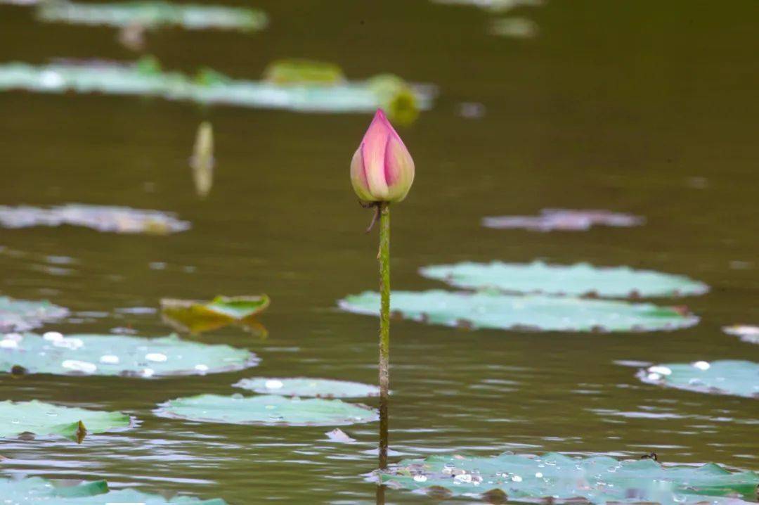 惊艳！罕见双色睡莲“万维莎”在南沙湿地惊现绽放！