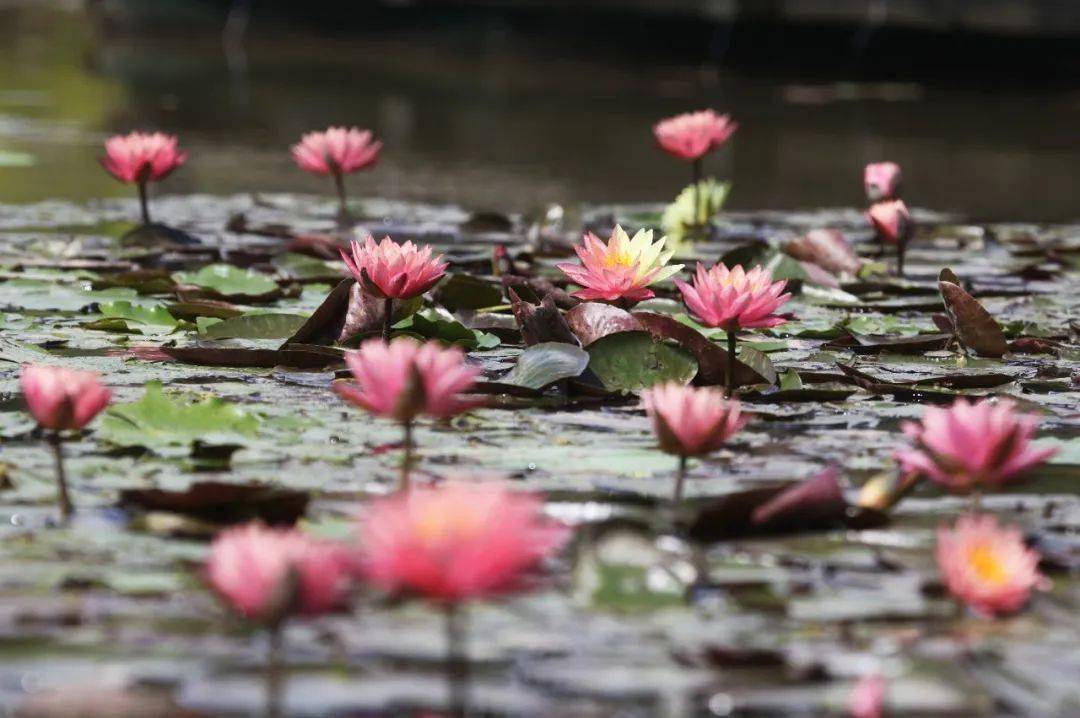 惊艳！罕见双色睡莲“万维莎”在南沙湿地惊现绽放！