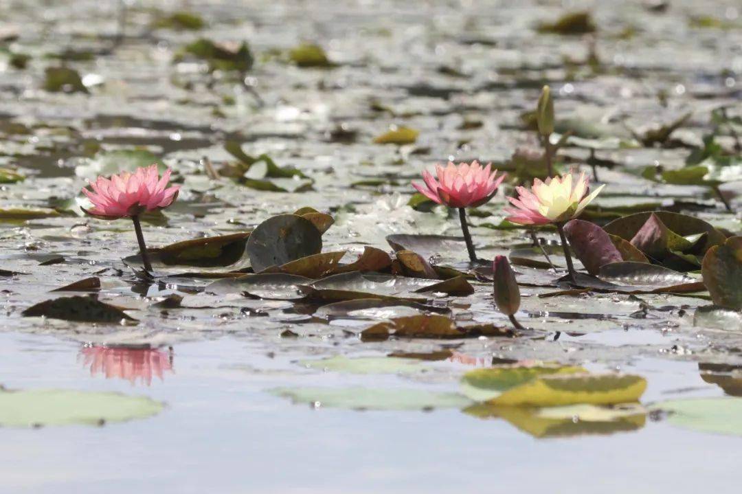 惊艳！罕见双色睡莲“万维莎”在南沙湿地惊现绽放！