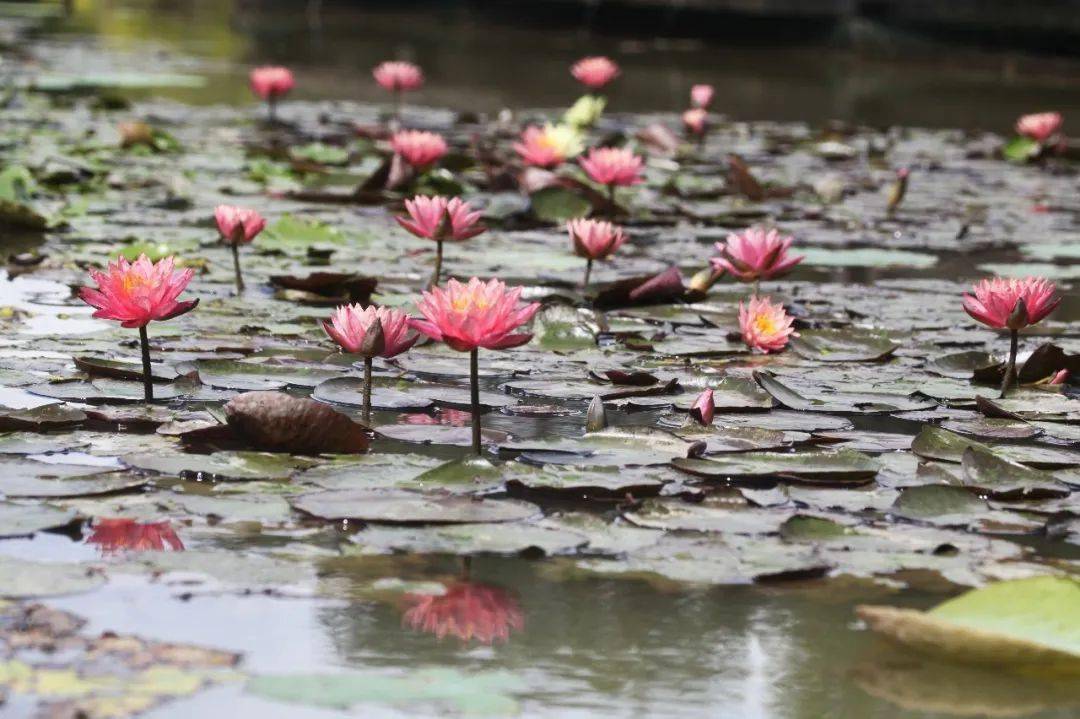 惊艳！罕见双色睡莲“万维莎”在南沙湿地惊现绽放！